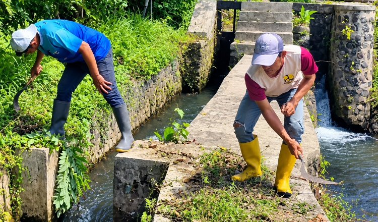 PU Pengairan Banyuwangi Rutin Rawat Saluran Irigasi